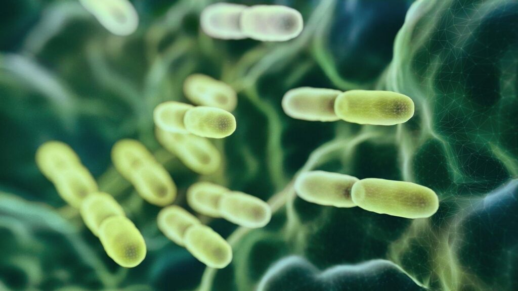 Ekspertai, kuriantys imunitetą stiprinančias terapijas tuberkuliozei gydyti