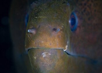 Ciguatera: kas tai, simptomai, gydymas ir ilgalaikės pasekmės