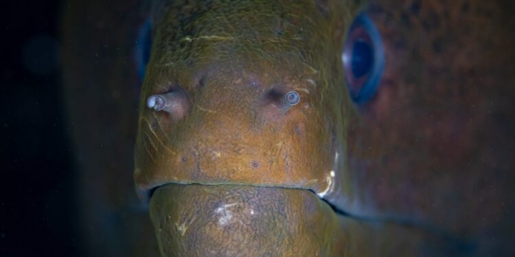 Ciguatera: kas tai, simptomai, gydymas ir ilgalaikės pasekmės