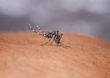 Dengės karštligė: priežastys, simptomai ir gydymas