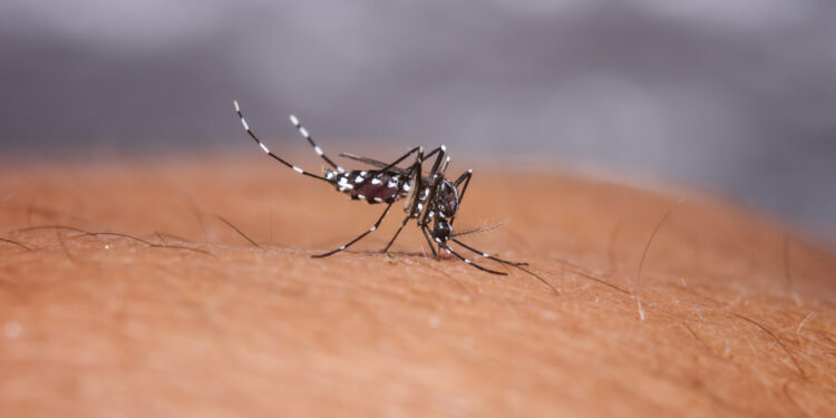 Dengės karštligė: priežastys, simptomai ir gydymas