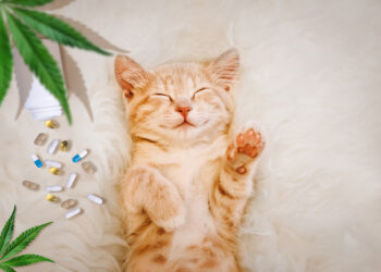 Kanabinoidų hiperemijos sindromas (KHS): priežastys, simptomai ir gydymas