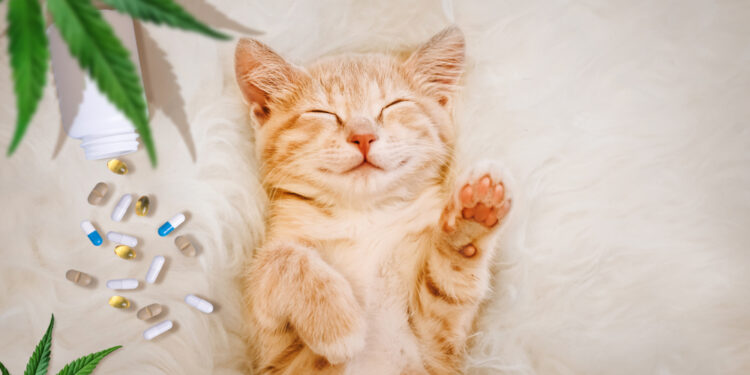 Kanabinoidų hiperemijos sindromas (KHS): priežastys, simptomai ir gydymas