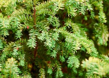 Kardiotoksinis poveikis: širdies pažeidimai gydant vėžį