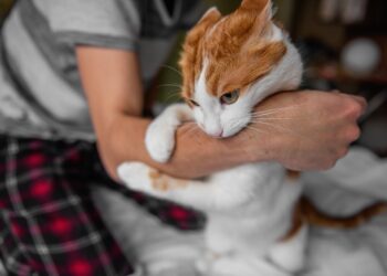 Katės įdrėskimų liga: priežastys, simptomai ir gydymas