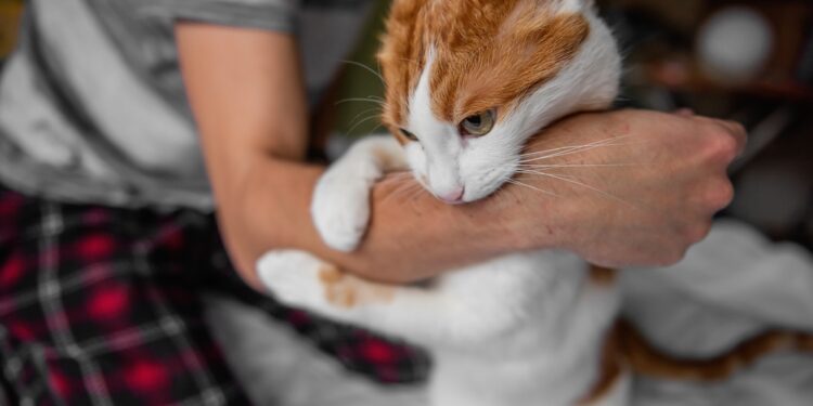 Katės įdrėskimų liga: priežastys, simptomai ir gydymas