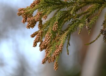 Kedrų žiedadulkių alergija: priežastys, simptomai, diagnostika ir gydymas