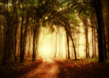 Medžių baimė (dendrofobija): simptomai ir gydymas