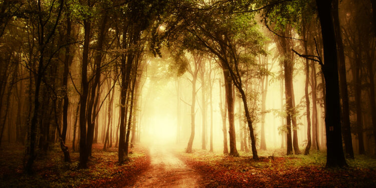 Medžių baimė (dendrofobija): simptomai ir gydymas