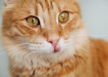 Eozinofilija: apibrėžimas, simptomai, priežastys ir gydymas