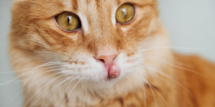 Eozinofilija: apibrėžimas, simptomai, priežastys ir gydymas