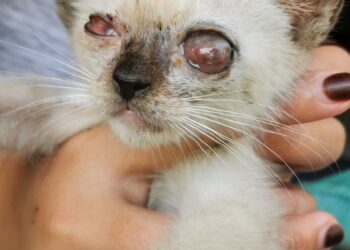 Ragenos edema: priežastys, simptomai ir gydymas