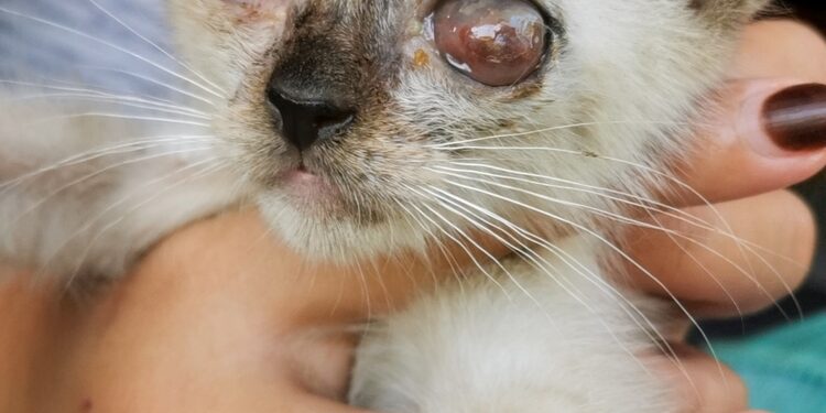 Ragenos edema: priežastys, simptomai ir gydymas