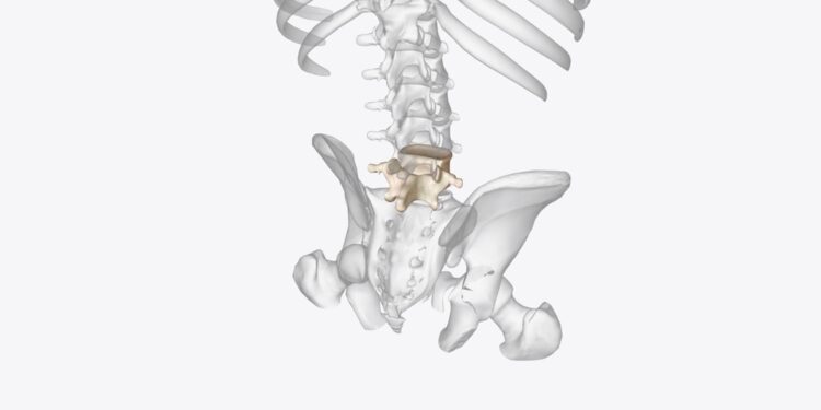 L5 slankstelis: vieta, funkcijos ir svarba stuburui