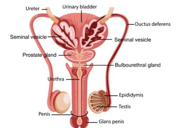 Bulbouretralinė liauka (Kuperio liauka)
