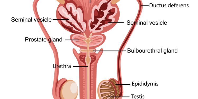 Bulbouretralinė liauka (Kuperio liauka)