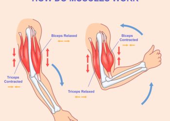 Procerus raumuo: vieta, funkcijos ir įtaka veido raukšlėms