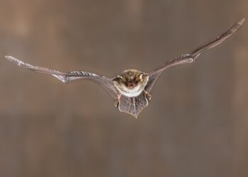 Šikšnosparnio įkandimas: simptomai ir gydymas