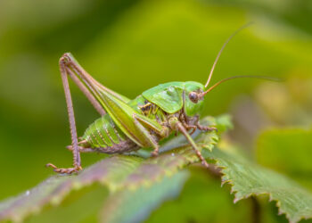 Čiurkių įkandimai: kaip atpažinti, gydymas ir prevencija