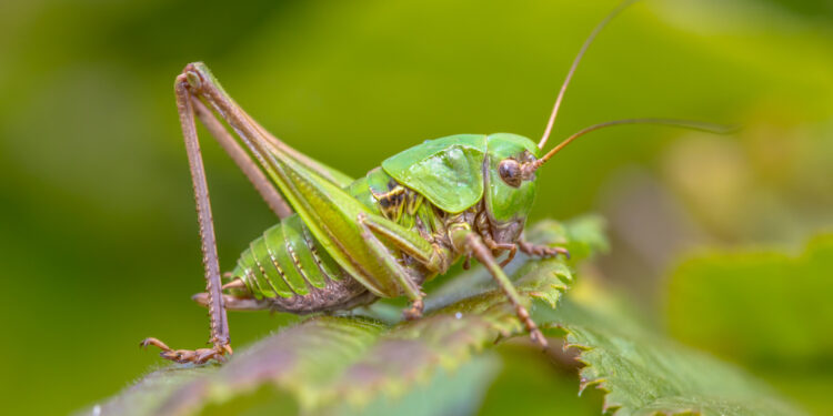 Čiurkių įkandimai: kaip atpažinti, gydymas ir prevencija