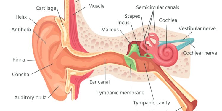 Perilimfinė fistulė (PLF): radiologiniai požymiai, simptomai ir gydymas