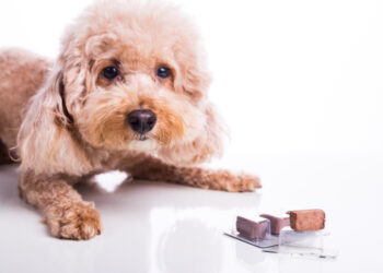 Širdies krašto virusas: priežastys, simptomai ir gydymas