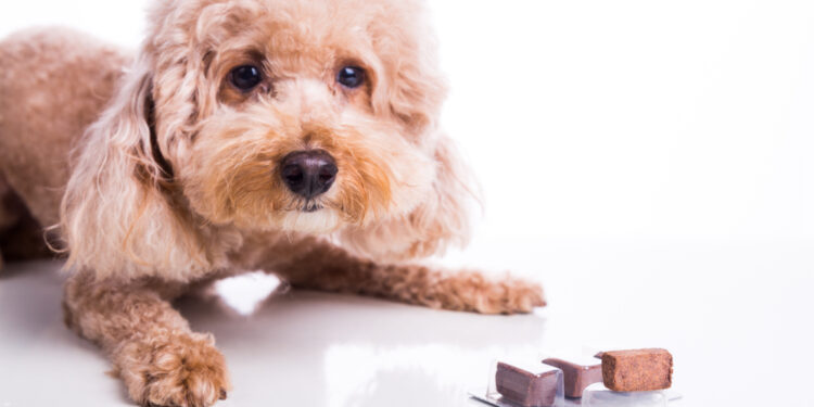 Širdies krašto virusas: priežastys, simptomai ir gydymas