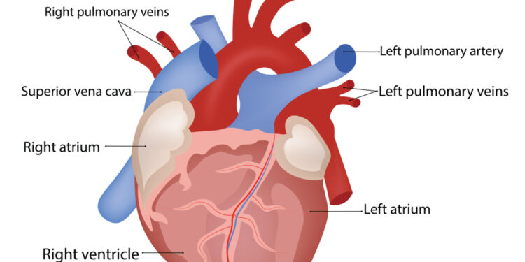 Aortos lanko hipoplazija