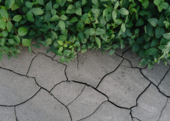 Žaliosios lūžiai: simptomai ir gydymas