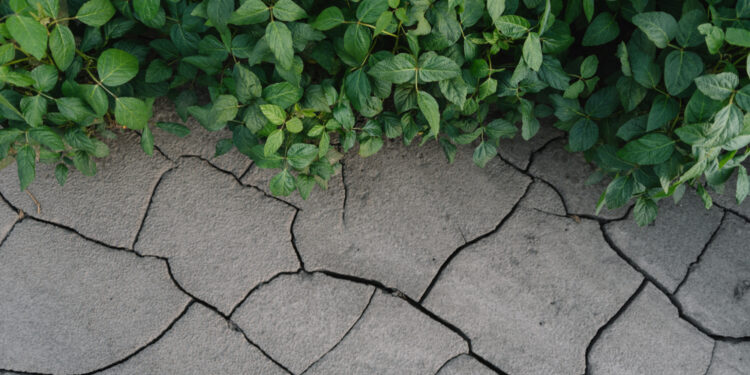 Žaliosios lūžiai: simptomai ir gydymas