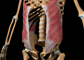 Išorinis įstrižinis raumuo