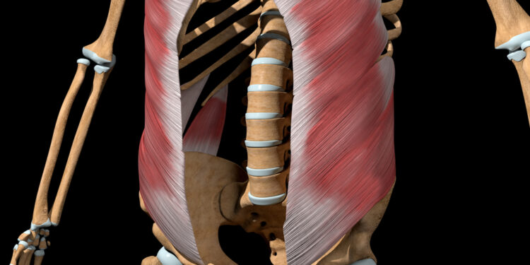 Išorinis įstrižinis raumuo