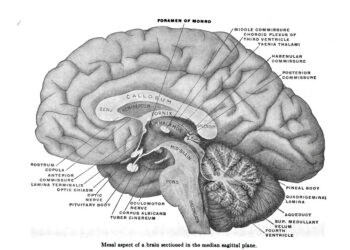Huntingtono liga: kas tai, simptomai ir gydymas