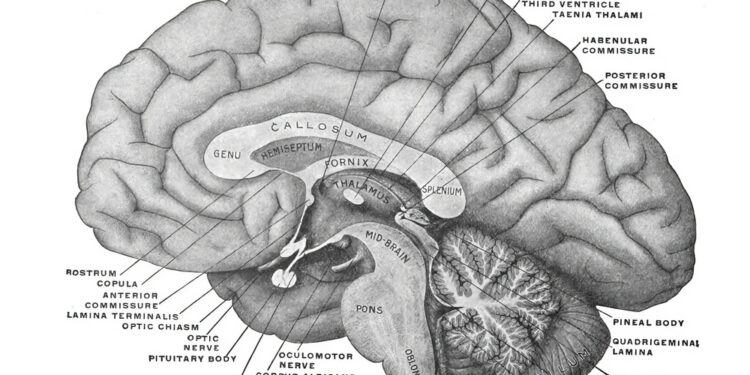 Huntingtono liga: kas tai, simptomai ir gydymas