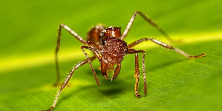 Ligų, kurias sukelia „Lone Star“ erkė: priežastys ir gydymas