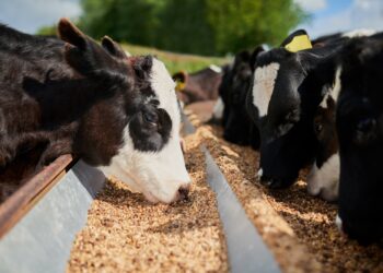 Goodpasture sindromas: priežastys, simptomai ir gydymas