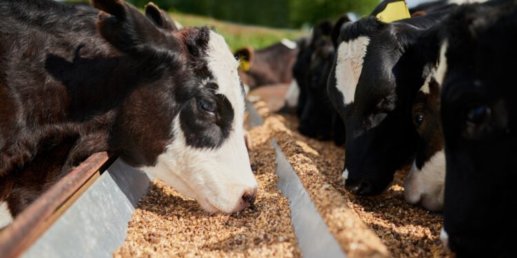 Goodpasture sindromas: priežastys, simptomai ir gydymas