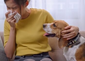 Alergija augintiniams: priežastys, simptomai, gydymas ir prevencija