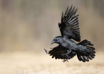 Ornitofobija (paukščių baimė): simptomai, priežastys ir gydymas