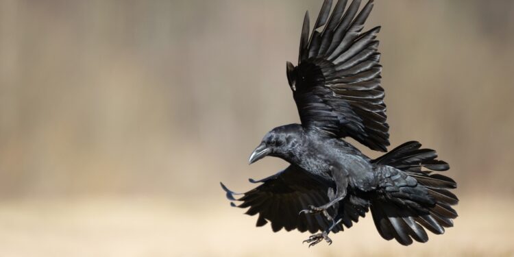 Ornitofobija (paukščių baimė): simptomai, priežastys ir gydymas