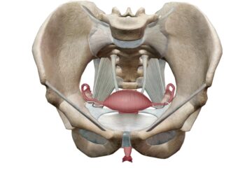 Levatoriaus ani sindromas: kas tai, simptomai ir gydymas