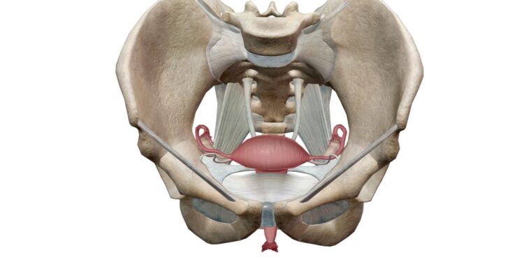 Levatoriaus ani sindromas: kas tai, simptomai ir gydymas