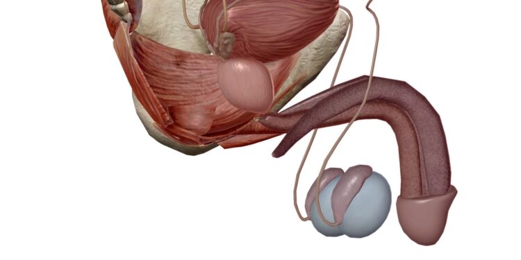 Parafimozė: priežastys, simptomai, diagnostika ir gydymas
