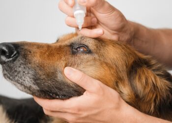 Pigmento išsiskyrimo sindromas ir pigmentinė glaukoma