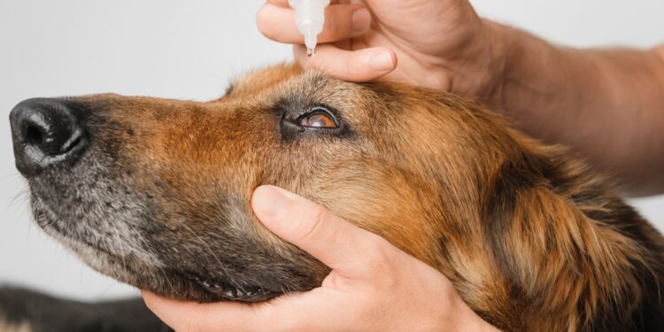 Pigmento išsiskyrimo sindromas ir pigmentinė glaukoma