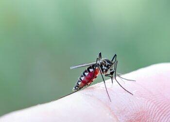 Leišmaniozė: priežastys, simptomai, diagnostika ir gydymas