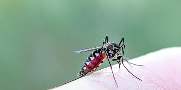 Leišmaniozė: priežastys, simptomai, diagnostika ir gydymas