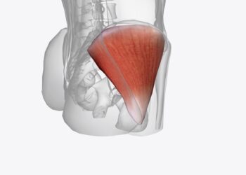 Vidurinis sėdmens raumuo