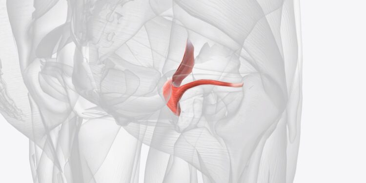 Obturatoriaus išvarža: simptomai, priežastys, diagnostika ir gydymas