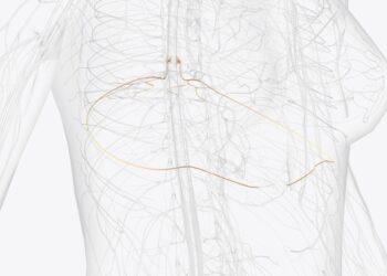 T8 slankstelis: aštuntojo krūtinės slankstelio vieta ir funkcija